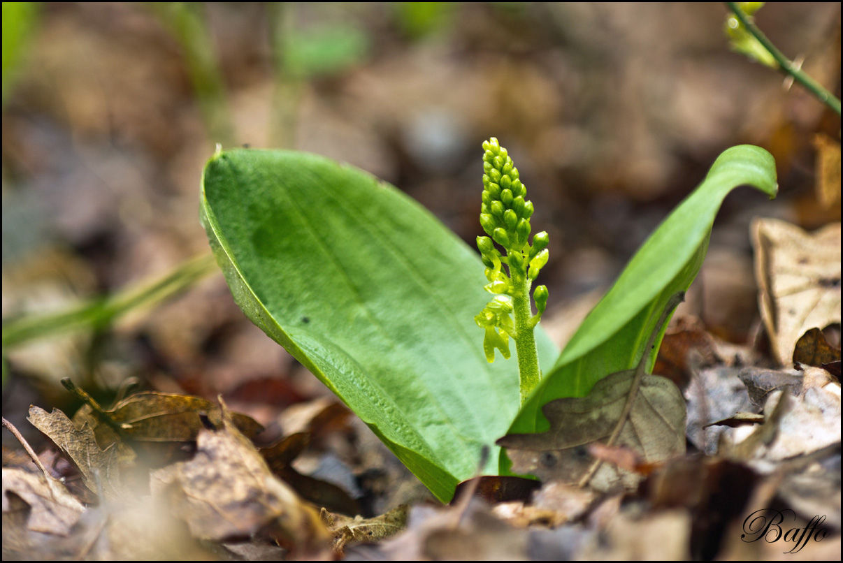 Listera ovata (L.) R.Br. In W.T. Aiton